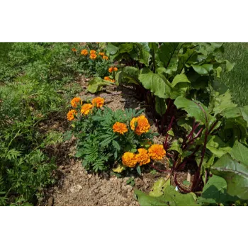 Common Marigold Plant